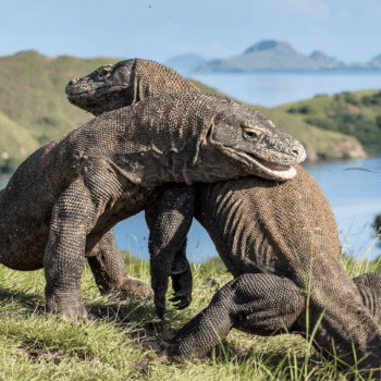 The Komodo Dragon Adventure to a Lost World with Ardiantono